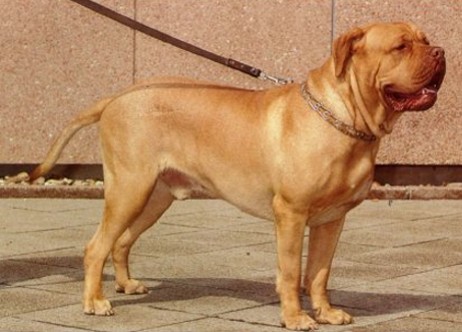 DOG DE BORDEAUX